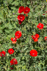 Obraz premium saftig blühende subtropische Blumenwiese