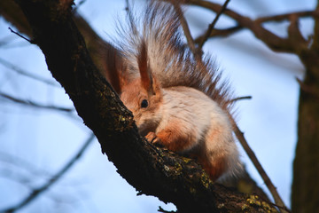 squirrel on a branch