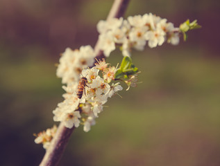 Bee on the blossoming branch of a fruit tree