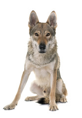 Fototapeta premium czechoslovakian wolf dog