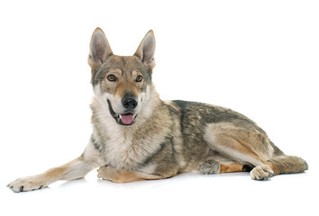  czechoslovakian wolf dog