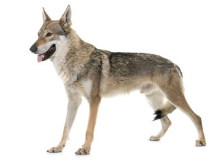  czechoslovakian wolf dog