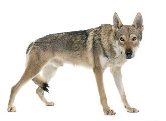 Fototapeta premium czechoslovakian wolf dog