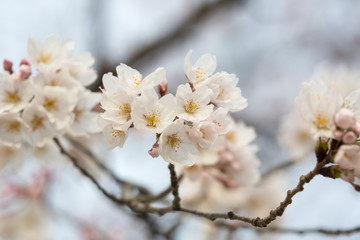 sakura flower