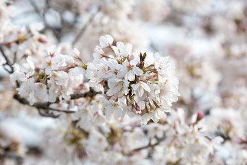 sakura flower