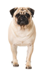 Obraz premium Dicker Mops