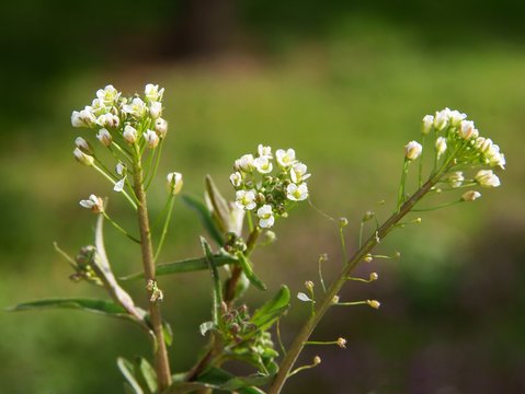 Capsella bursa pastoris herb with white flowers