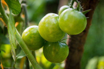 Green cherry tomatoes on the plant in the garden
