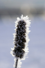 frozen autumn leafs- abstract natural background