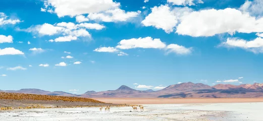 Fotobehang Vicugnas in Bolivia © kostr22
