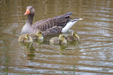 Graugans (Anser anser) Gössel Jungtier