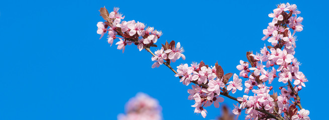 Rosa Baumblüten im Frühling bei blauem Himmel