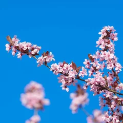 Tableaux ronds sur aluminium Lilas Rosa Baumblüten im Frühling bei blauem Himmel
