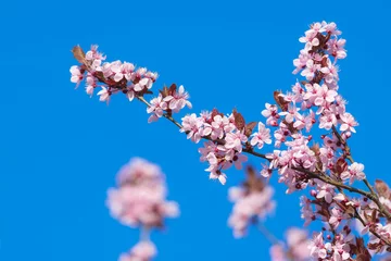 Selbstklebende Fototapete Lila Rosa Baumblüten im Frühling bei blauem Himmel