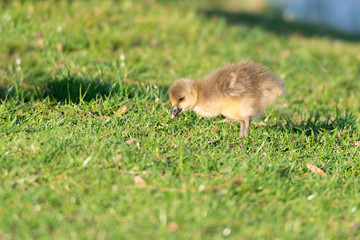 Graugans (Anser anser) Gössel Jungtier