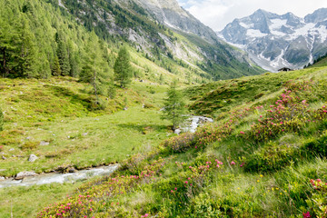Fototapeta na wymiar Berglandschaft mit Alpenrosen und Gebirgsbach