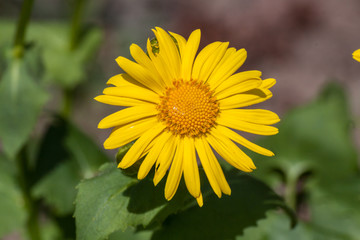 Leopard's Bane (Doronicum orientale)