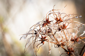 Gew&ouml;hnliche Waldrebe
