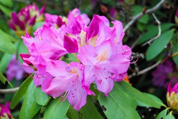 Rhododendron 