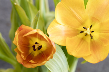 Obraz na płótnie Canvas Poster Edge of a bouquet of Tulips