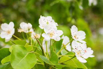 Spring in the Garden.