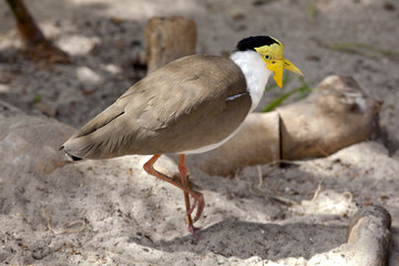 Masked Lapwing (Vanellius miles) is a large, common and conspicuous bird native to Australia. It is also known as the masked plover, the spur-winged plover or just plover