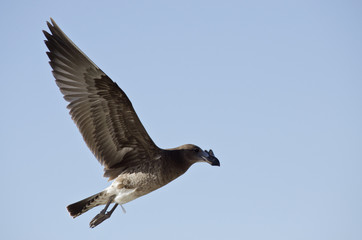 juvenile pacific gull