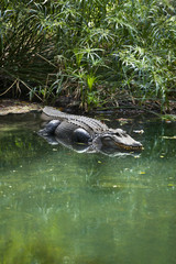 American alligator (Alligator mississippiensis) looking at camera.