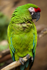 Closeup of a Military Macaw (Ara militaris)