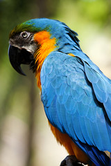 Blue-and-yellow Macaw (Ara ararauna)