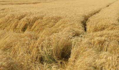 wheat closeup