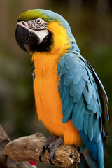 Blue-and-yellow Macaw (Ara ararauna)