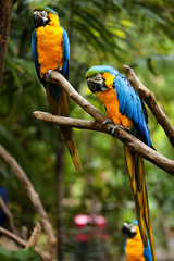Blue-and-yellow Macaw (Ara ararauna)