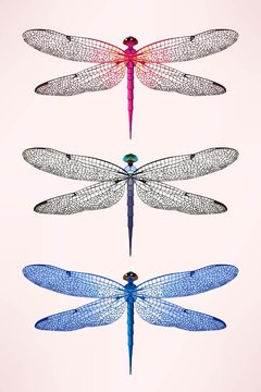 Set of dragonflies