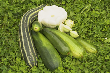  Summer squashes (pattypan squash and zucchini) on the grass