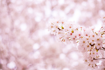 Cherry Blossom (sakura). pink flowers.