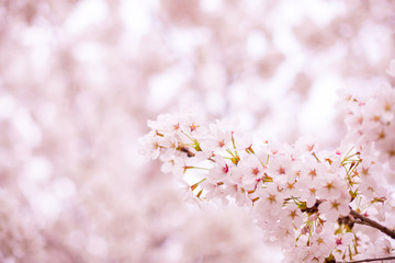 Cherry Blossom (sakura). pink flowers.
