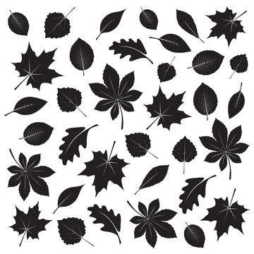 Collection of Black Leafs. Vector Illustration.