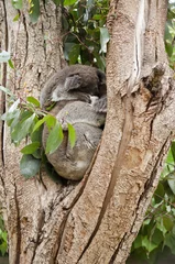 Crédence de cuisine en verre imprimé Koala koalas sleeping