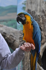 Blue and gold macaw is a popular pet