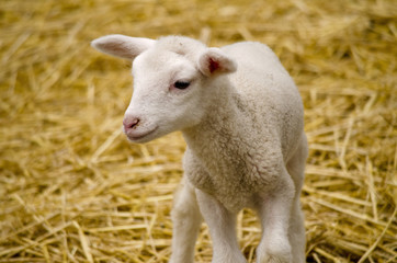 Naklejka na ściany i meble baby lamb