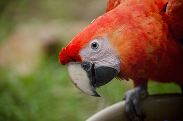 scarlet macaw