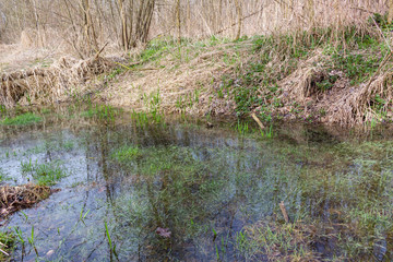 Dolina Bystrzycy Nature Park - Spring time - Wetland forest