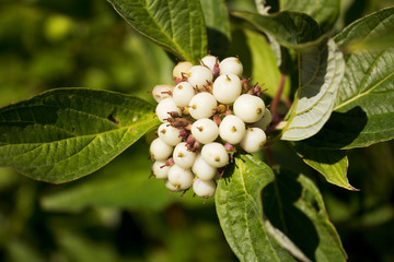 Red osier dogwood, also known as white wild berries 