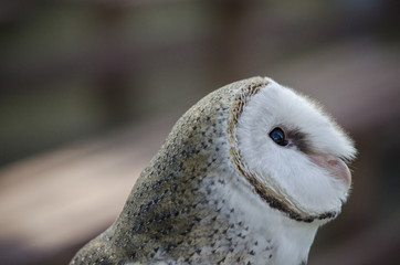 owl