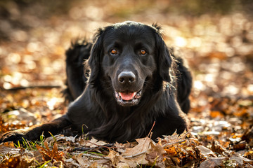 A black Golden retriever and Newfoundland mixed-breed dog emphatically terrorizing a stick in the woods.