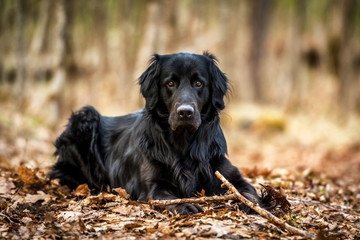 A black Golden retriever and Newfoundland mixed-breed dog emphatically terrorizing a stick in the woods. - obrazy, fototapety, plakaty