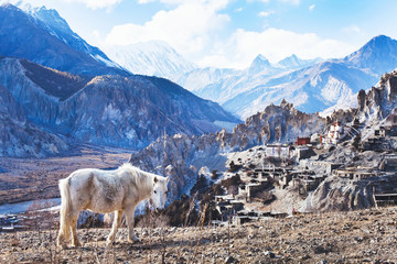 prachtig landschap uit Nepal, Tibet, wit paard en Himalaya-gebergte, Annapurna-circuit