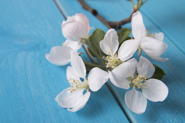 Fototapeta premium quince bloom