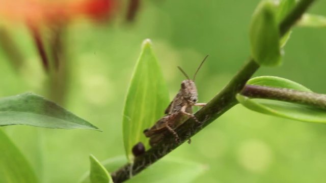 grasshopper on a branch